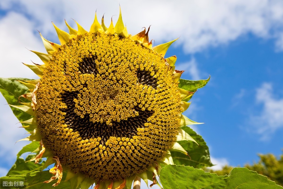 快乐是一种能力