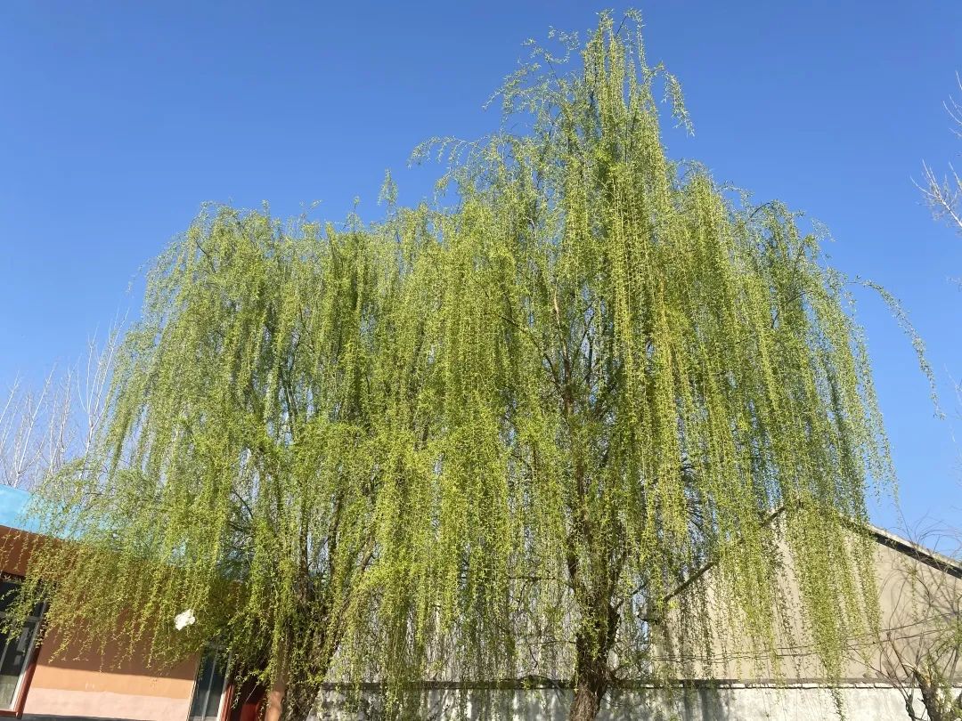 春暖花开，春色满园——新桥吉庆小学把春天的校园寄给你