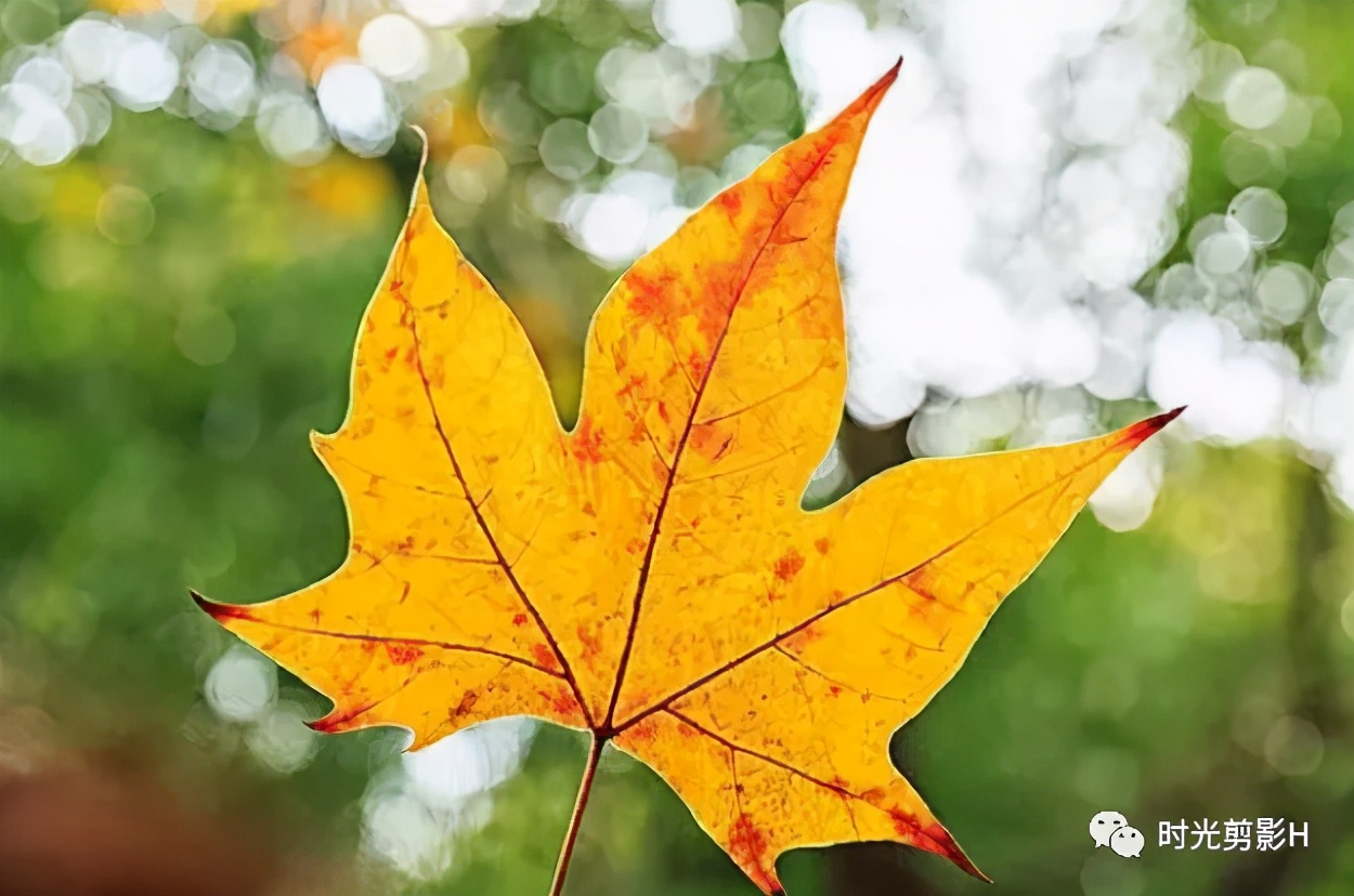 手把手教你写一篇关于植物的作文