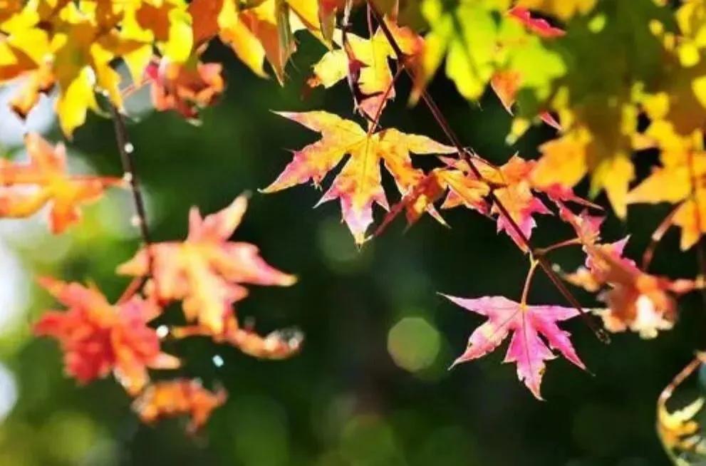 一个极其平凡的人(散文)