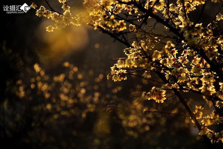 暗香浮动月黄昏