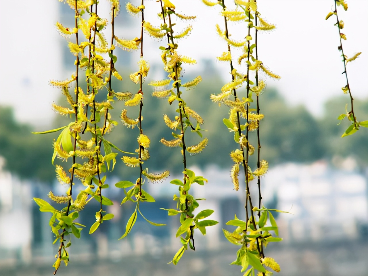 关于春天的作文(关于春天的作文400字)（关于春天的作文（关于春天的作文400字）文章)