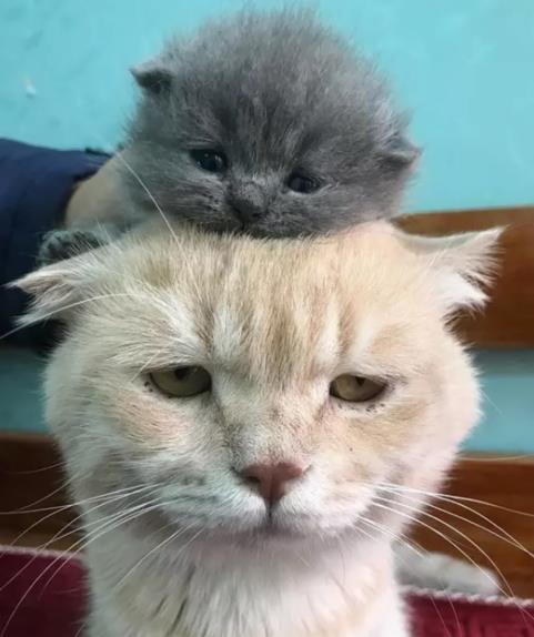 我的动物朋友一一小猫