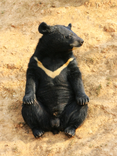 “黑熊掰棒子”的故事你还在信?它的智商比你想象的可高多了