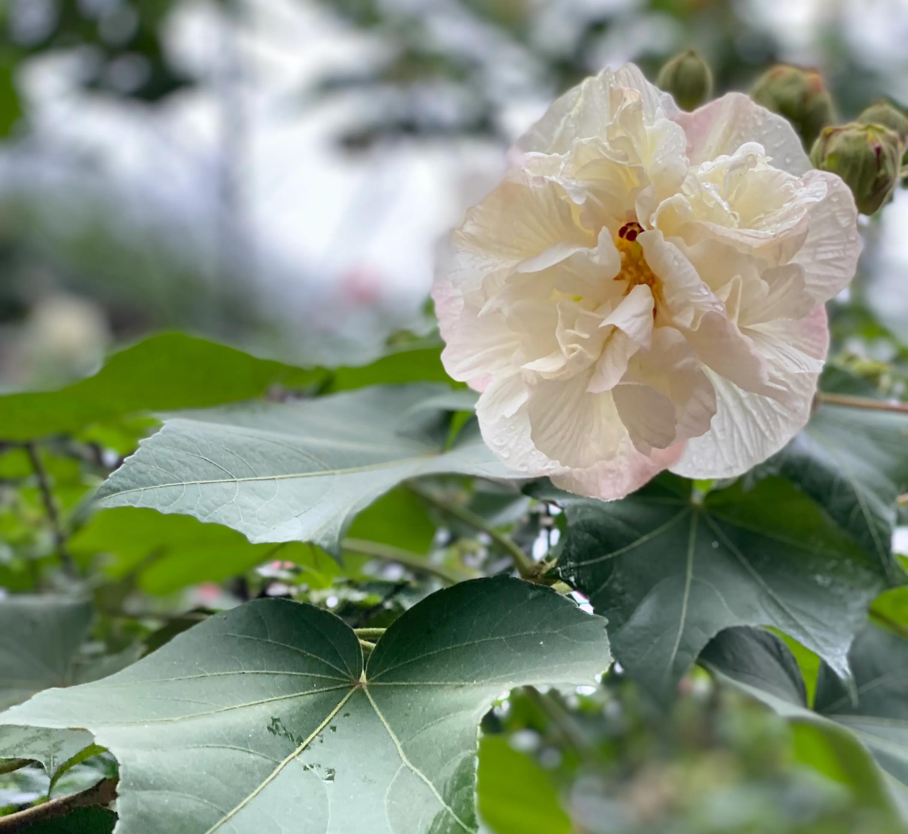 一个极其平凡的人(散文)