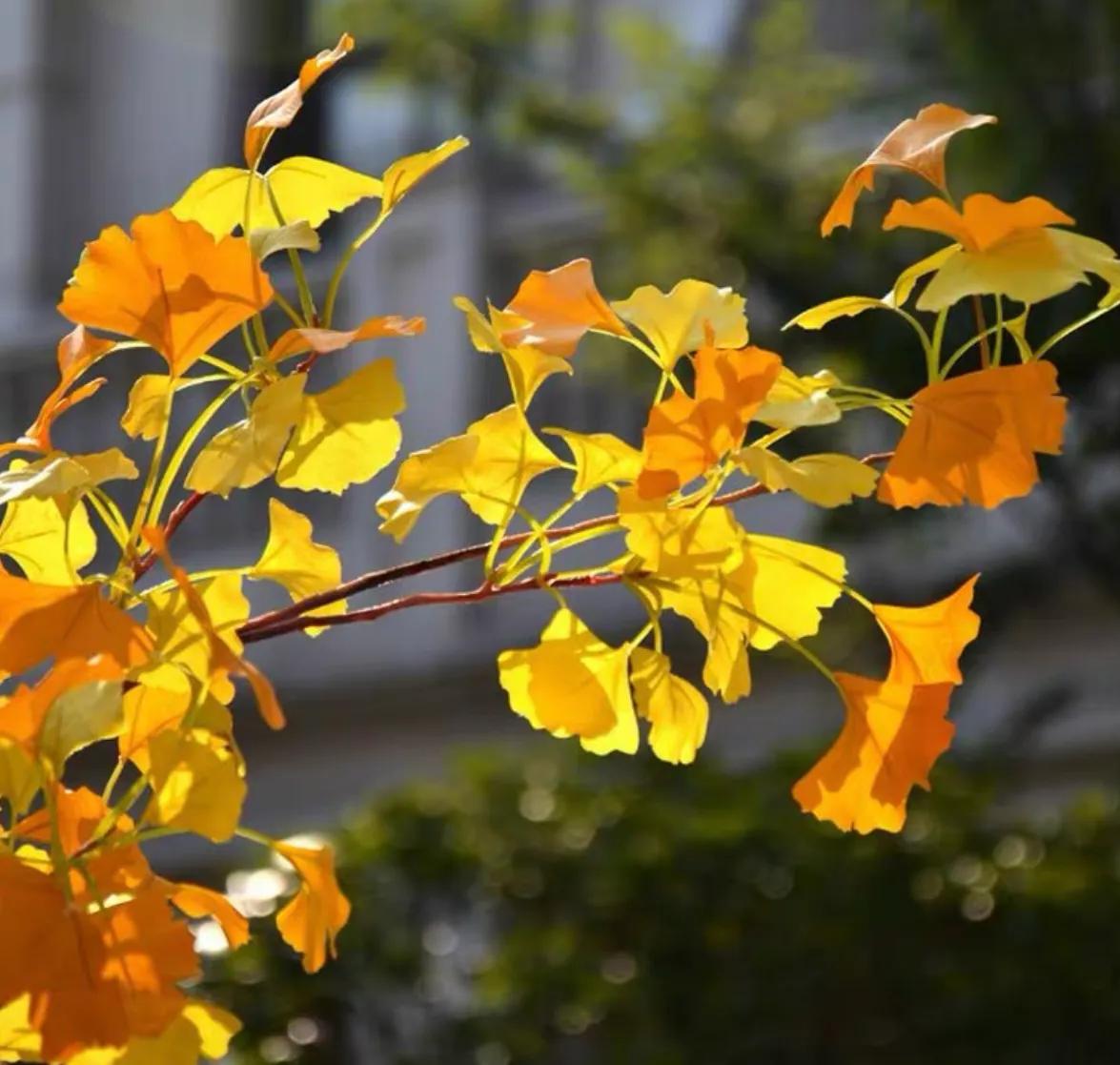 一个极其平凡的人(散文)