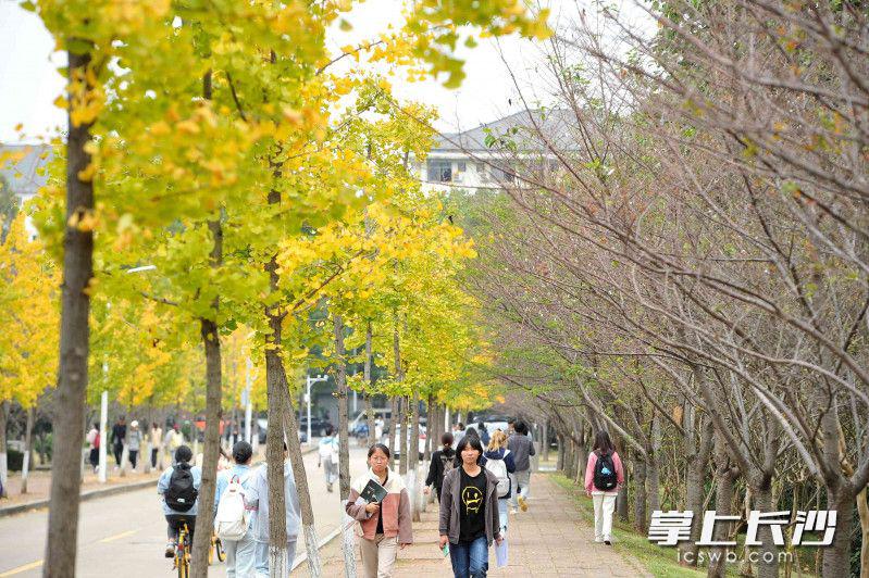 书香校园秋色如画