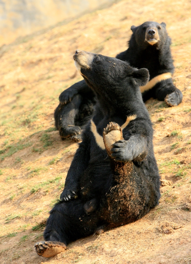 “黑熊掰棒子”的故事你还在信?它的智商比你想象的可高多了
