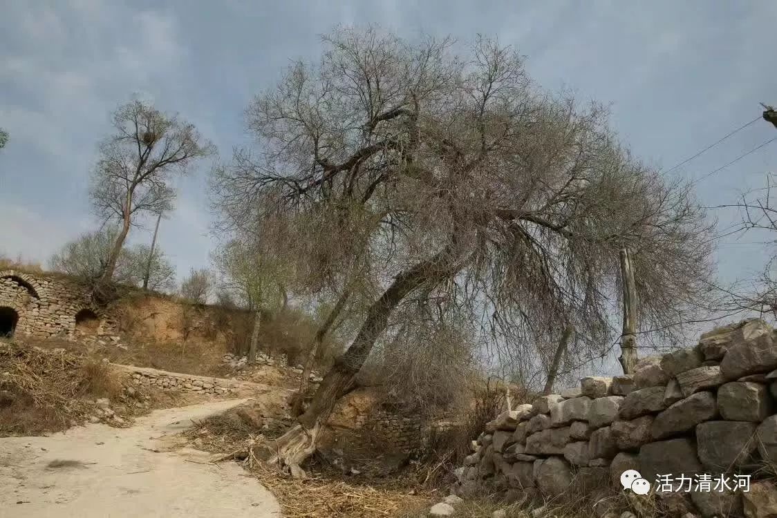 「走进新时代 展现新气象」征文选登：诗两首 文/张新东