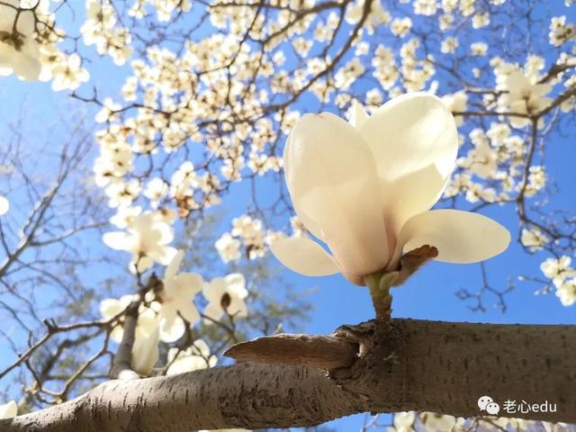 没有一个春天不会到来