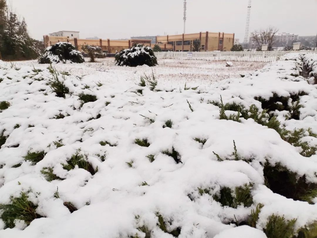 当南方雪景不输北方！2月最后的“季节限定”？| 美图