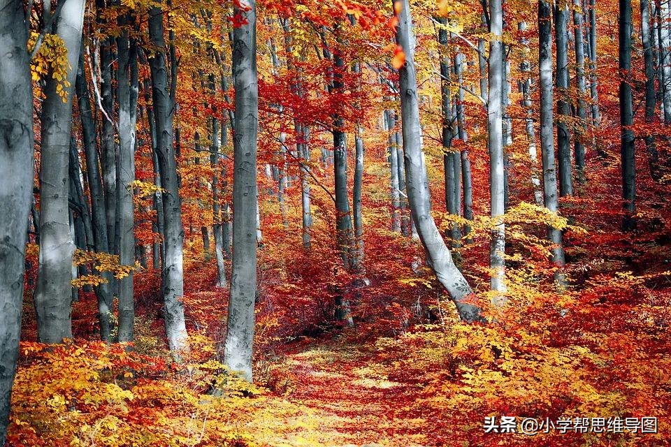 优秀作文《热带雨林探险记》《楼道里的热心肠》《别样的秋》