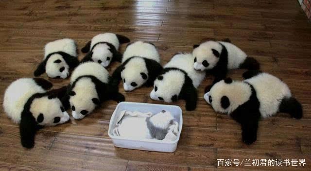 大熊猫小时候的样子(大熊猫小时候的样子跟长大后的样子有什么区别)（大熊猫小时候长什么样（大熊猫小时候和长大后有什么区别）文章) 