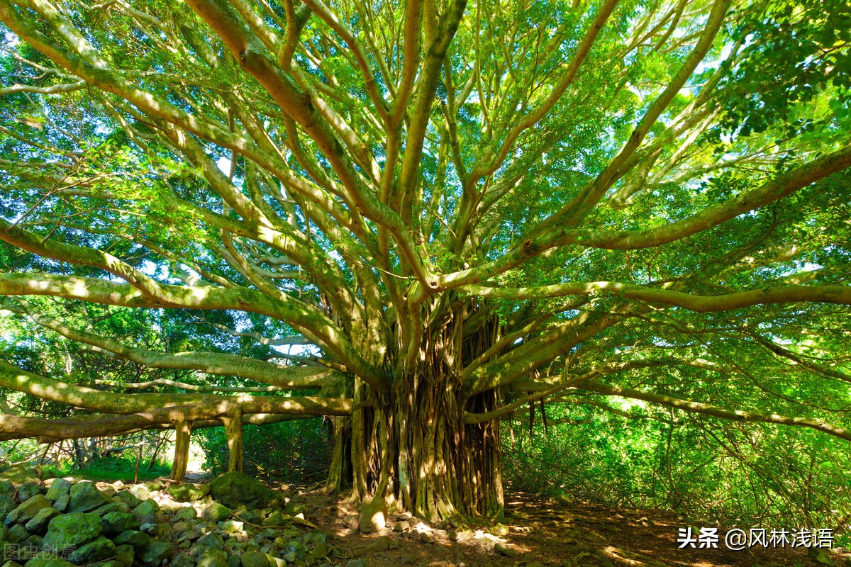 人到中年，要站成一棵树