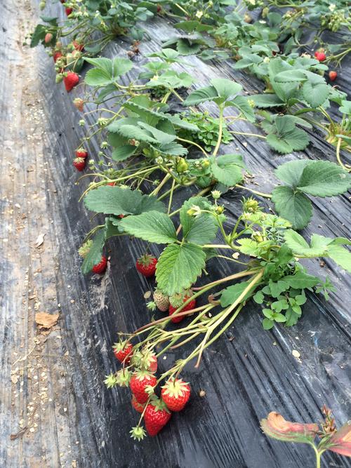 草莓的生长过程