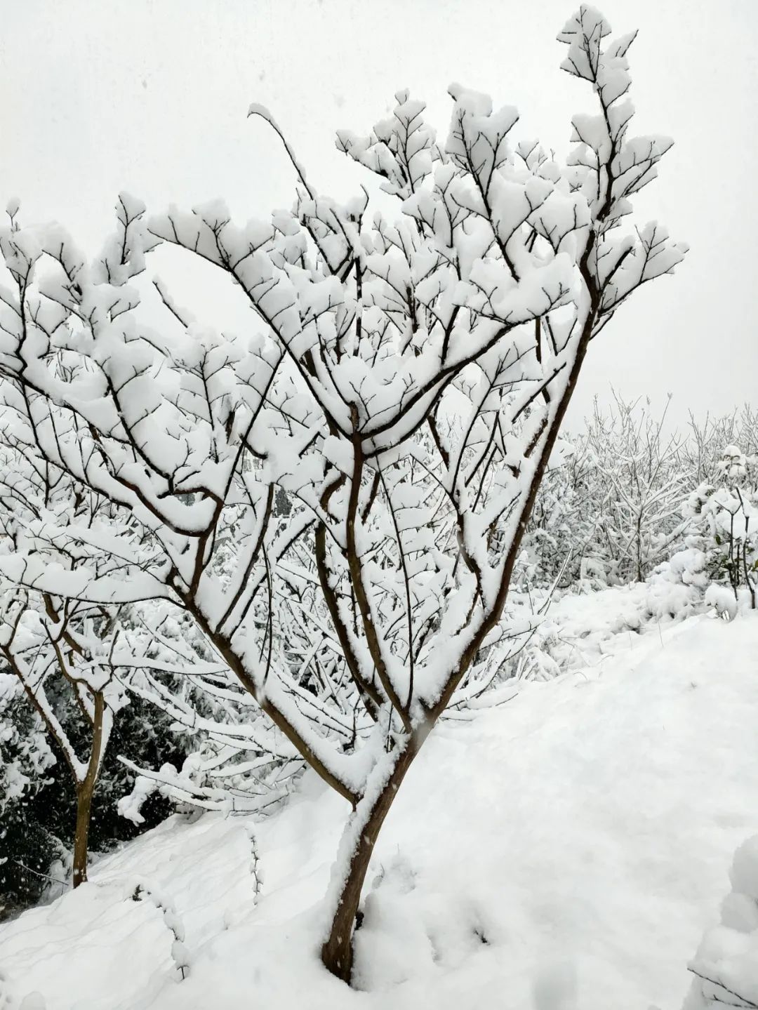 当南方雪景不输北方！2月最后的“季节限定”？| 美图