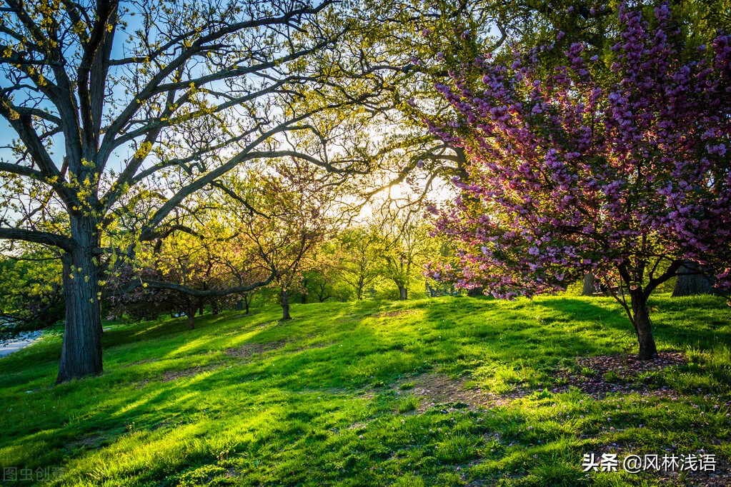 人到中年，要站成一棵树