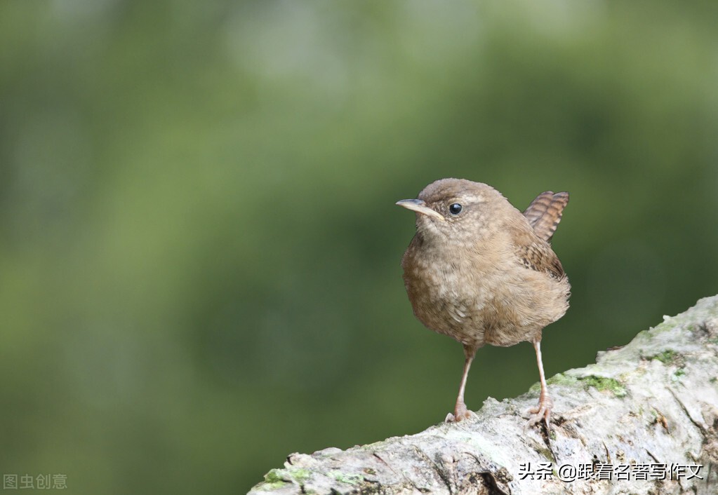 如果用这种特殊的空间顺序,就能写出别具一格的游记作文