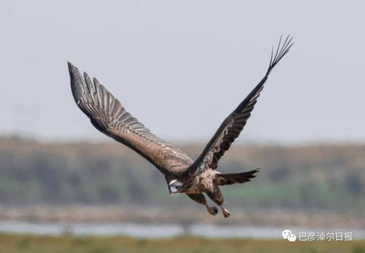 大鹏一日同风起