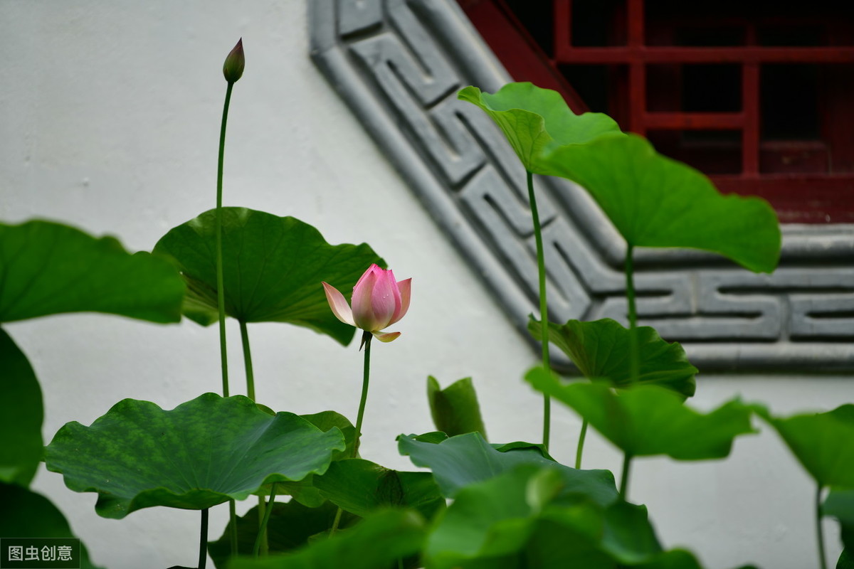 「“暑假印象”系列作文展示及点评」 荷塘美景