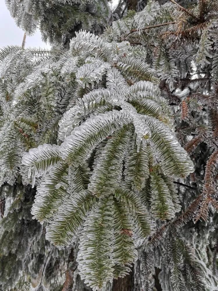 当南方雪景不输北方！2月最后的“季节限定”？| 美图