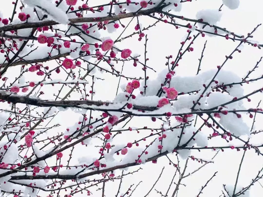 当南方雪景不输北方！2月最后的“季节限定”？| 美图