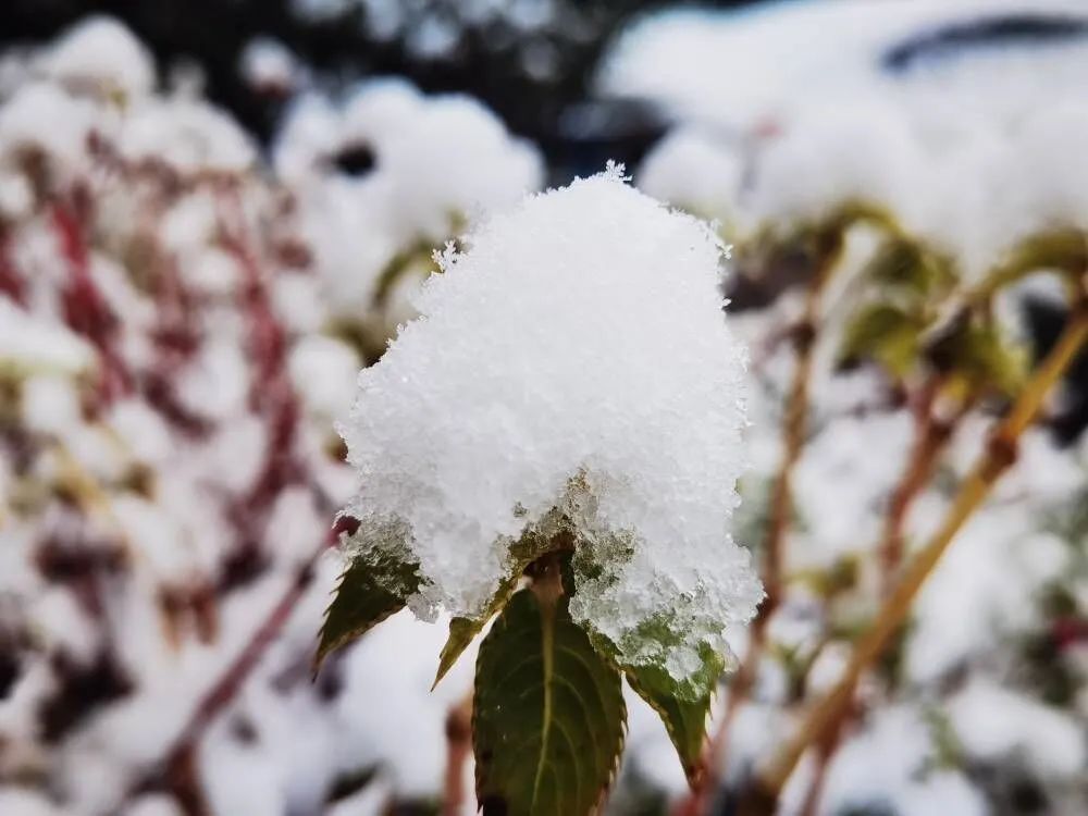 当南方雪景不输北方！2月最后的“季节限定”？| 美图