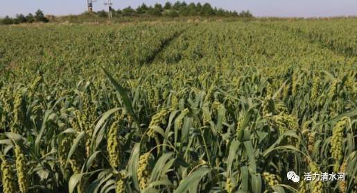 「走进新时代 展现新气象」征文选登：诗两首 文/张新东