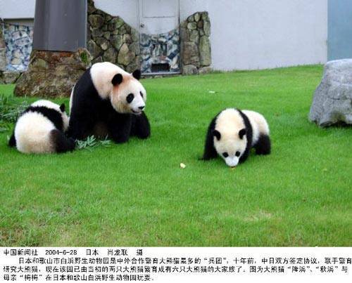 大熊猫的介绍资料