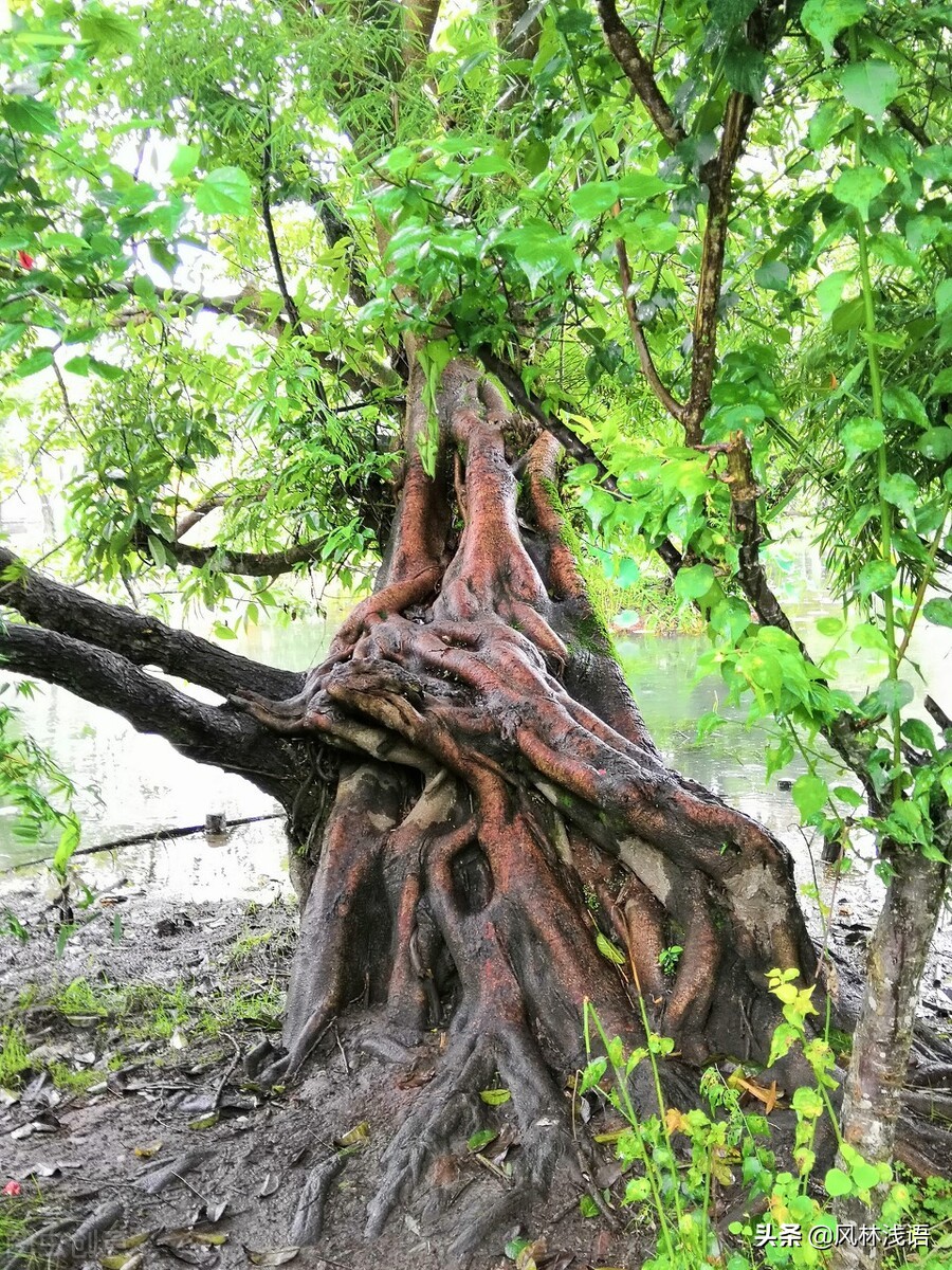 人到中年，要站成一棵树