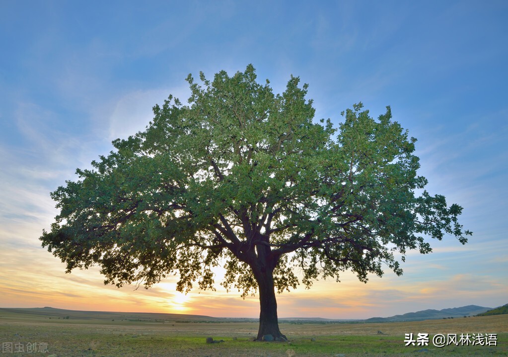 人到中年，要站成一棵树