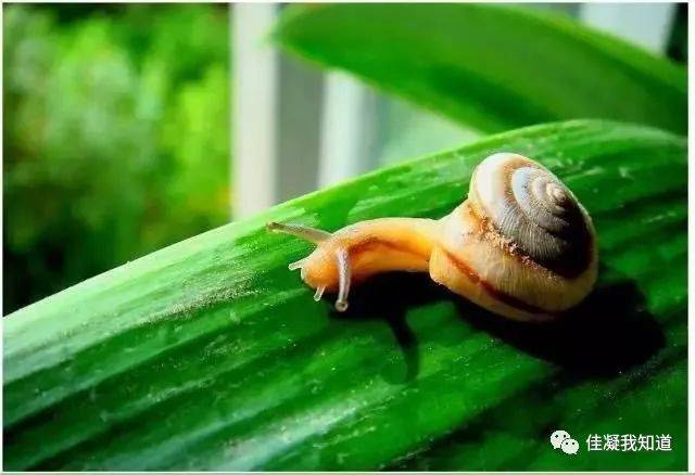 我是一只蜗牛