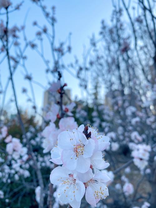 没有一个春天不会到来