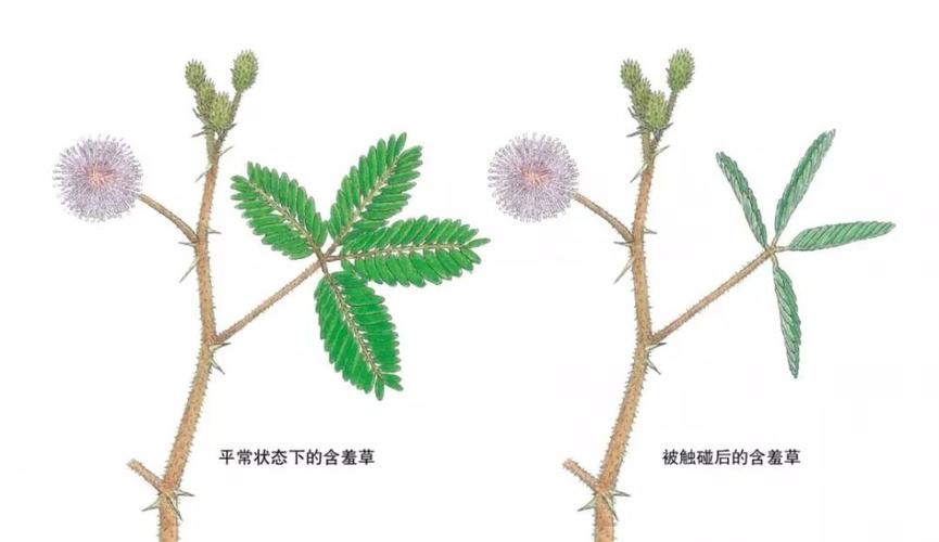 植物的秘密