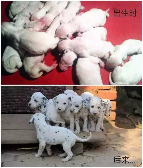 我发现了小狗的秘密(我发现了小狗的秘密作文400字)（我发现了小狗的秘密（我发现了小狗的秘密400字作文）文章) 