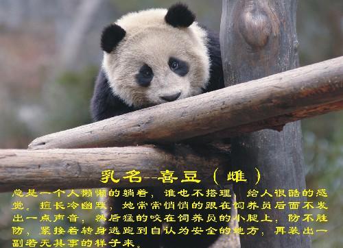 关于熊猫的资料