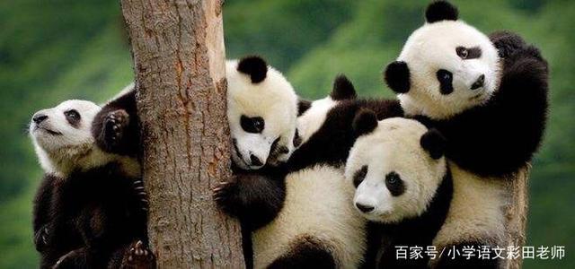 关于熊猫的资料