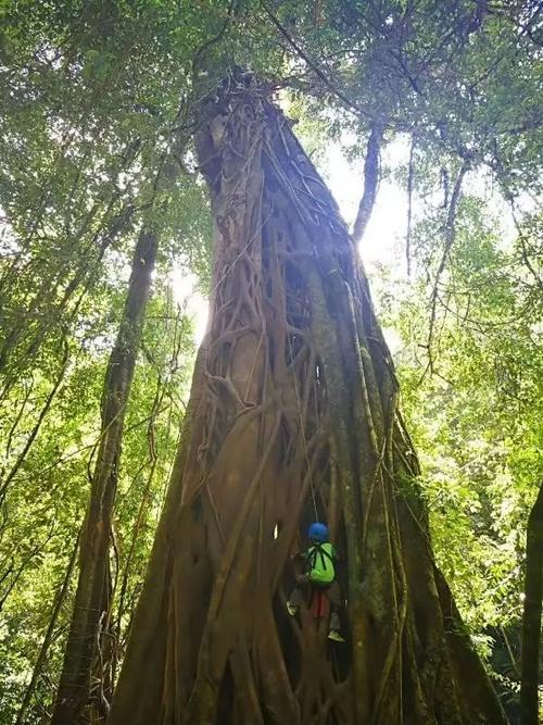神奇的探险之旅热带雨林(神奇的探险之旅热带雨林200字)（热带雨林奇幻冒险之旅（热带雨林奇幻冒险之旅200字）文章) 