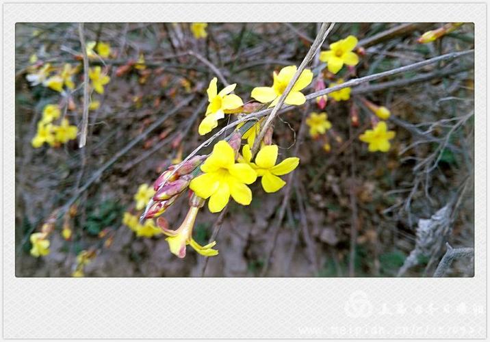 冬天里的春色(冬天里的春色作文500字)（冬天的春天的景色（冬天的春天的景色500字作文）文章) 