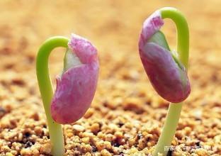 我心中有一粒种子