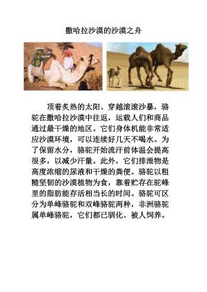 沙漠之旅作文500字