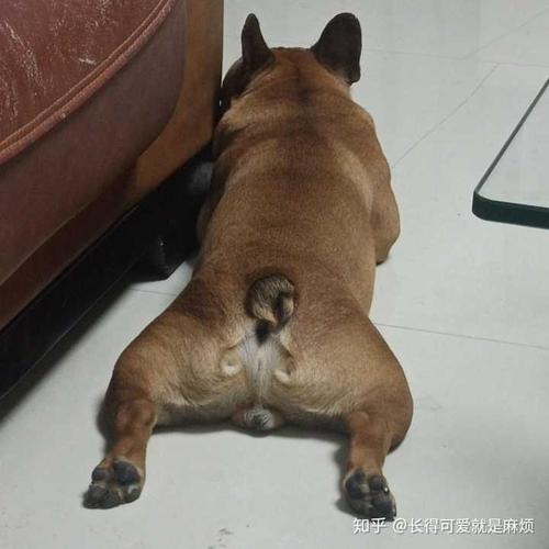 我发现了小狗的秘密