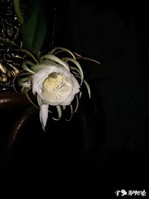 昙花一现只为韦陀