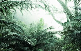 神奇的探险之旅热带雨林