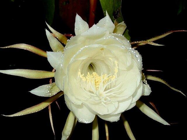 昙花一现只为韦陀