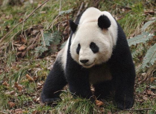 大熊猫的资料完整介绍(三年级大熊猫的资料完整介绍)（大熊猫的信息完整介绍（三年级大熊猫的信息完整介绍）文章) 